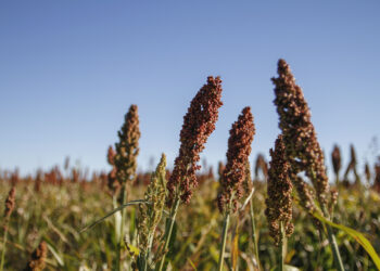 Contradicciones: Crece la oferta de maíz justo cuando el gobierno reduce los estímulos a su demanda para producir carnes y bioetanol