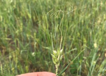 Factor alcista: Se está “cocinando” el trigo de primavera en EE.UU. y Canadá