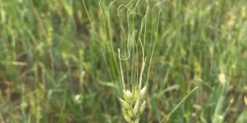 Factor alcista: Se está “cocinando” el trigo de primavera en EE.UU. y Canadá