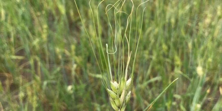 Factor alcista: Se está “cocinando” el trigo de primavera en EE.UU. y Canadá