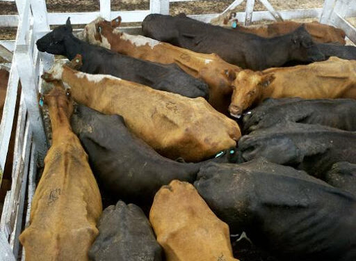 Encajonados: Sin poder exportar, los ganaderos retuvieron la venta de sus vacas, aunque por hacerlo dejaron de recibir unos 8.000 millones de pesos
