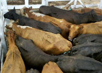 Encajonados: Sin poder exportar, los ganaderos retuvieron la venta de sus vacas, aunque por hacerlo dejaron de recibir unos 8.000 millones de pesos