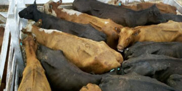 Encajonados: Sin poder exportar, los ganaderos retuvieron la venta de sus vacas, aunque por hacerlo dejaron de recibir unos 8.000 millones de pesos