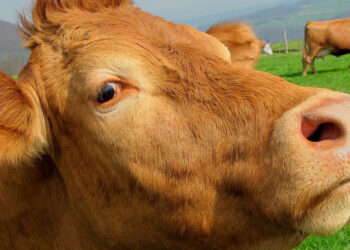 ¿Querían un plan ganadero? Ante la invitación del gobierno, la Mesa de Enlace impulsa “lineamientos” para una política pública que permita reabrir las exportaciones