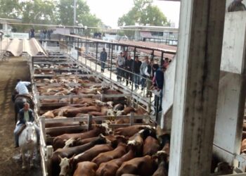 Encajonados: Sin poder exportar, los ganaderos retuvieron la venta de sus vacas, aunque por hacerlo dejaron de recibir unos 8.000 millones de pesos