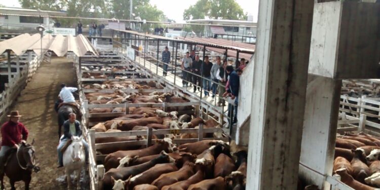Encajonados: Sin poder exportar, los ganaderos retuvieron la venta de sus vacas, aunque por hacerlo dejaron de recibir unos 8.000 millones de pesos
