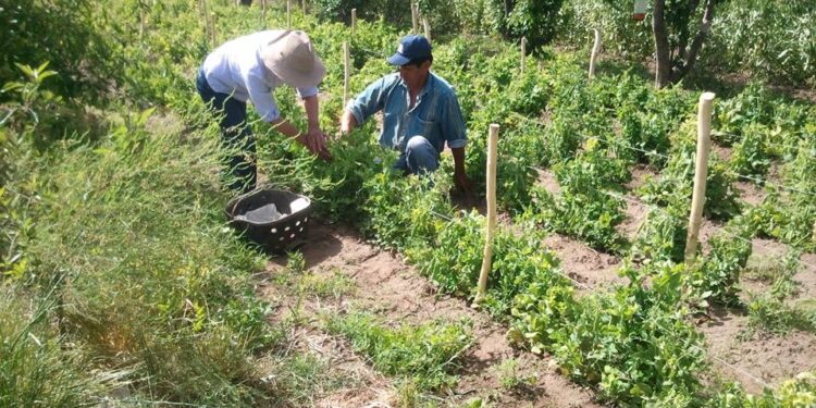 Transición BIO: Buscan empresas interesadas en un viraje hacia una producción más sustentable en el sudeste bonaerense