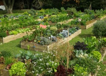 Presentaron un proyecto de ley para crear un “Plan Nacional de Huertas Agroecológicas”