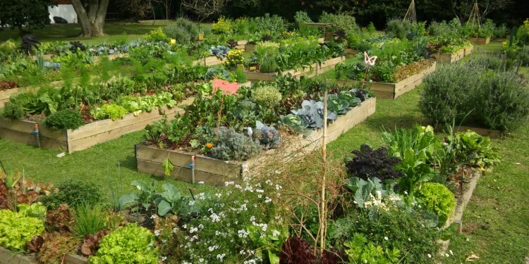Presentaron un proyecto de ley para crear un “Plan Nacional de Huertas Agroecológicas”