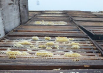 Leandro Graziano es tercera generación de apicultores y se animó a producir orgánico con 500 colmenas en La Pampa