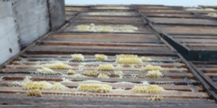 Leandro Graziano es tercera generación de apicultores y se animó a producir orgánico con 500 colmenas en La Pampa