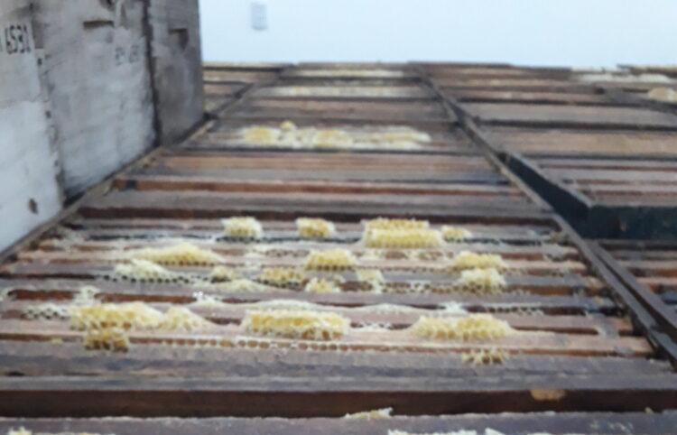 Leandro Graziano es tercera generación de apicultores y se animó a producir orgánico con 500 colmenas en La Pampa