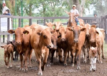 Riffel y Elizalde midieron el impacto del cepo exportador sobre los márgenes de distintos modelos ganaderos: Cuando más chicos, peor