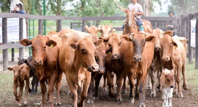 Riffel y Elizalde midieron el impacto del cepo exportador sobre los márgenes de distintos modelos ganaderos: Cuando más chicos, peor