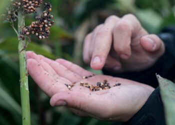 La semillera Advanta invierte 5 millones de dólares en su planta de Murphy y quiere jugar más fuerte en el negocio del maíz