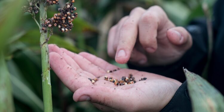 La semillera Advanta invierte 5 millones de dólares en su planta de Murphy y quiere jugar más fuerte en el negocio del maíz
