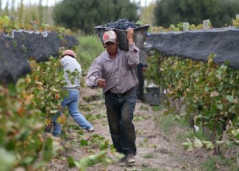 Desde el miércoles los trabajadores temporales del campo deberían poder cobrar su salario sin perder por eso los planes sociales