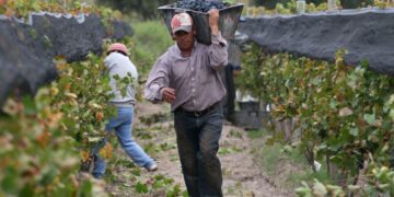 Desde el miércoles los trabajadores temporales del campo deberían poder cobrar su salario sin perder por eso los planes sociales