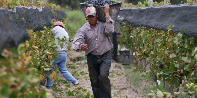 Desde el miércoles los trabajadores temporales del campo deberían poder cobrar su salario sin perder por eso los planes sociales
