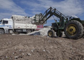 El algodón pasa por un buen momento y en el sector prevén un aumento considerable del área para la campaña 2021/22