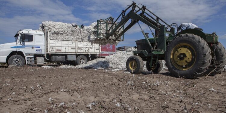 El algodón pasa por un buen momento y en el sector prevén un aumento considerable del área para la campaña 2021/22