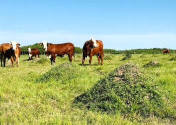 Locos por los Bajos: La familia Puccini ofrece un testimonio del enorme potencial presente en el norte santafesino