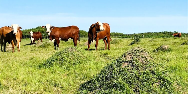 Locos por los Bajos: La familia Puccini ofrece un testimonio del enorme potencial presente en el norte santafesino