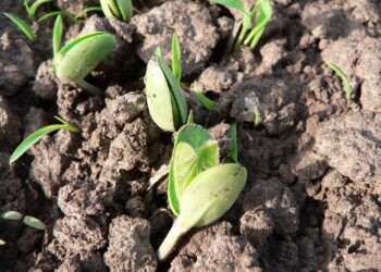 Se creó el “Programa de Bioinsumos Agropecuarios Argentinos”
