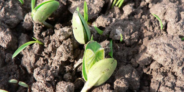 Se creó el “Programa de Bioinsumos Agropecuarios Argentinos”