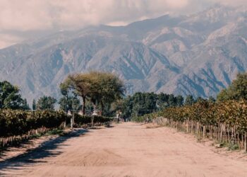 Salta ya tiene su propio plan vitivinícola: Busca diferenciar el origen en los valles Calchaquíes y los “vinos de gran altura”
