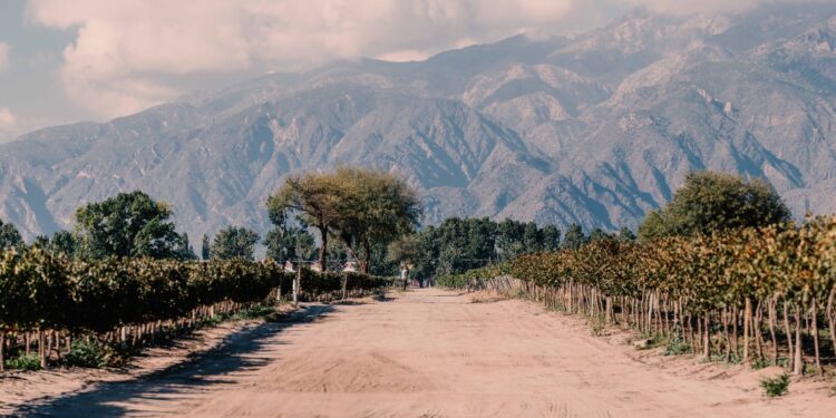 Salta ya tiene su propio plan vitivinícola: Busca diferenciar el origen en los valles Calchaquíes y los “vinos de gran altura”