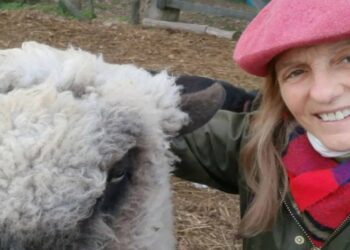 Ovinos de la Cruz: Los ovejeros del norte bonaerense ya venden carne pareja y con trazabilidad