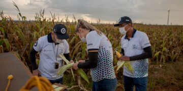 Desastre productivo: El gobierno brasileño planea suspender aranceles para abaratar el costo del maíz importado