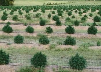 En San Pedro está en marcha la investigación para producir cannabis medicinal: “Hoy un frasco sale mucha plata y muchas veces no se sabe de dónde viene”, aseguró su intendente