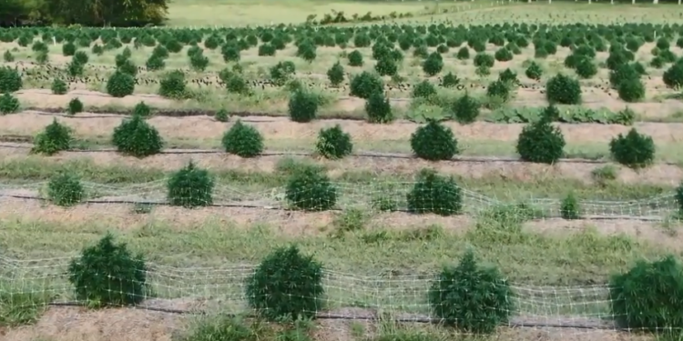 En San Pedro está en marcha la investigación para producir cannabis medicinal: “Hoy un frasco sale mucha plata y muchas veces no se sabe de dónde viene”, aseguró su intendente