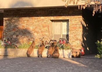 #CarpinchosAlAtaque: Todo lo que es necesario saber sobre la cría y carne de la especie que aterroriza a los vecinos de Nordelta