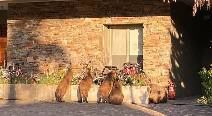 #CarpinchosAlAtaque: Todo lo que es necesario saber sobre la cría y carne de la especie que aterroriza a los vecinos de Nordelta