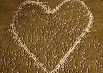 No le permitieron asistir al funeral de su tía y armó un corazón gigante con ovejas para despedirla