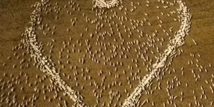 No le permitieron asistir al funeral de su tía y armó un corazón gigante con ovejas para despedirla