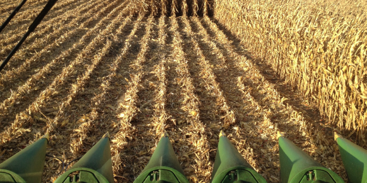 El precio del maíz argentino se “divorció” del estadounidense por factores regionales que no pudieron ser desestimados