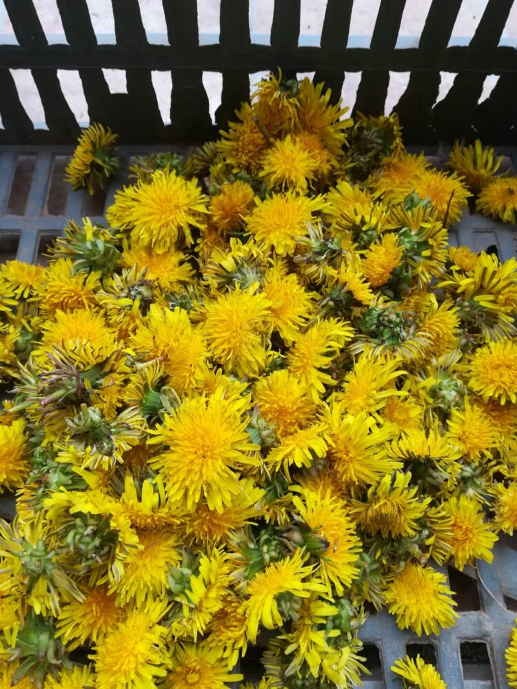 Luego de estudiar química e investigar cultivos, Pablo Cúneo elabora cervezas “no domesticadas” con ingredientes raros como la remolacha