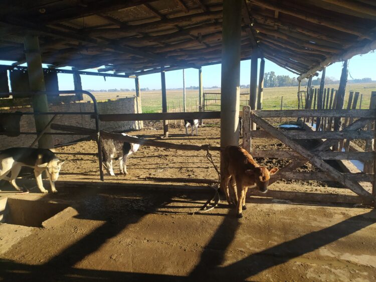 Elena Trucco quedó viuda y comenzó a ordeñar una vaca para ahorrar la leche de sus hijos: Ya cumplió un año al frente de un pequeño tambo que les asegura subsistencia y dignidad