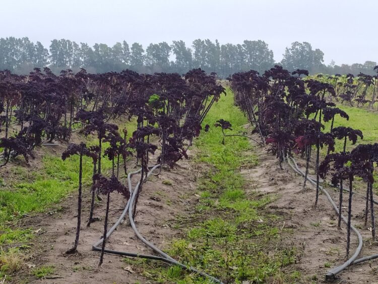 El caso Green Seed: Producen verduras novedosas en San Pedro y para agregarles valor las utilizan para preparar las primeras sopas en botella del país