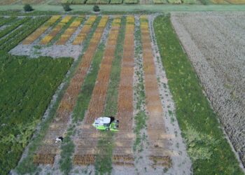¿Cuáles son los cultivares de soja que tienen el mayor tenor proteico según la red nacional de evaluación del INTA Marcos Juárez?