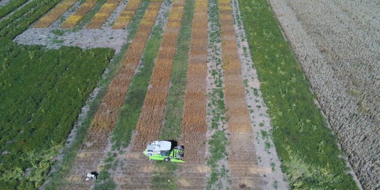 ¿Cuáles son los cultivares de soja que tienen el mayor tenor proteico según la red nacional de evaluación del INTA Marcos Juárez?