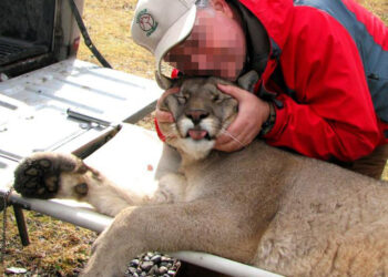 Hoy es el Día Internacional del Puma: En la Argentina se sigue matando ese felino para obtener trofeos de caza