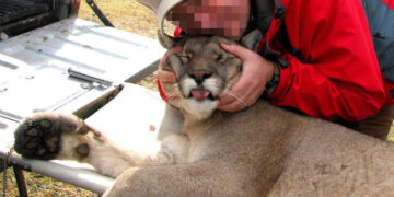 Hoy es el Día Internacional del Puma: En la Argentina se sigue matando ese felino para obtener trofeos de caza