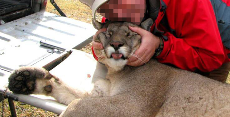 Hoy es el Día Internacional del Puma: En la Argentina se sigue matando ese felino para obtener trofeos de caza