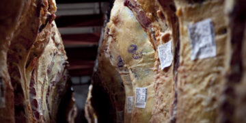 Cepo sanitario para la “vaca china”: Apenas el 41% de las empresas ganaderas lograron el certificado de libre de brucelosis