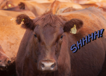 Los frigoríficos del Consorcio ABC dicen que es indispensable terminar con el cepo luego de haber realizado “formación de stocks”